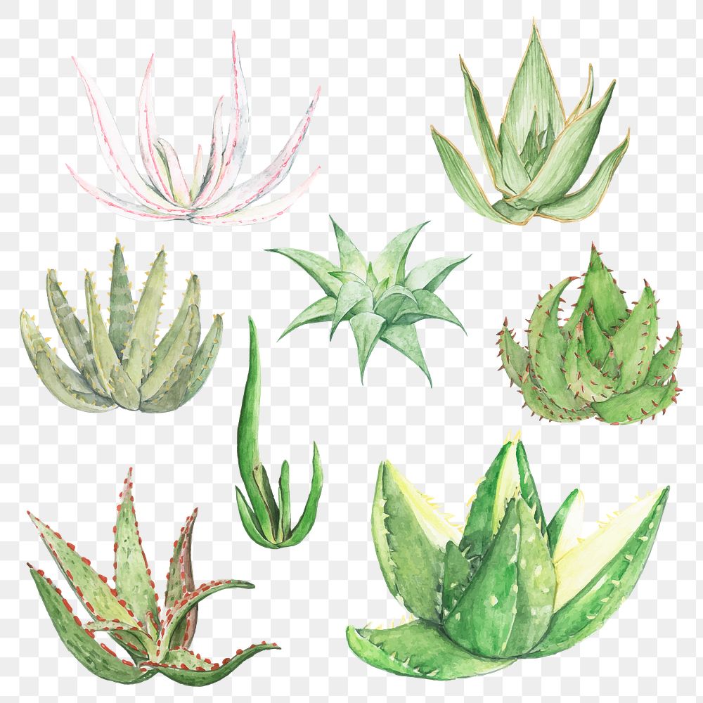 Decorative aloe png sticker collection