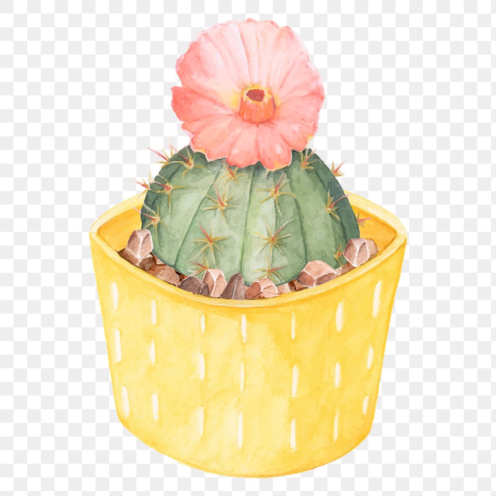 Chin cactus watercolor png