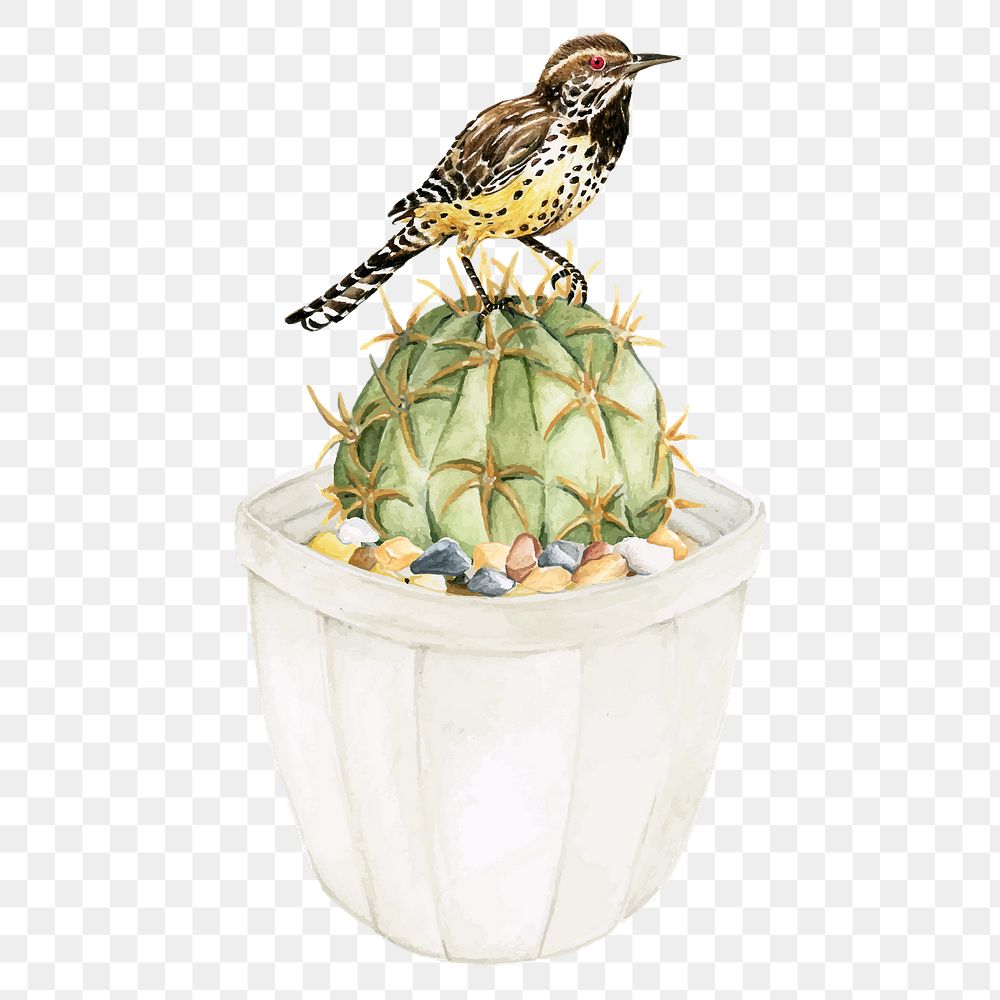 Bird on echinopsis calochlora cactus png