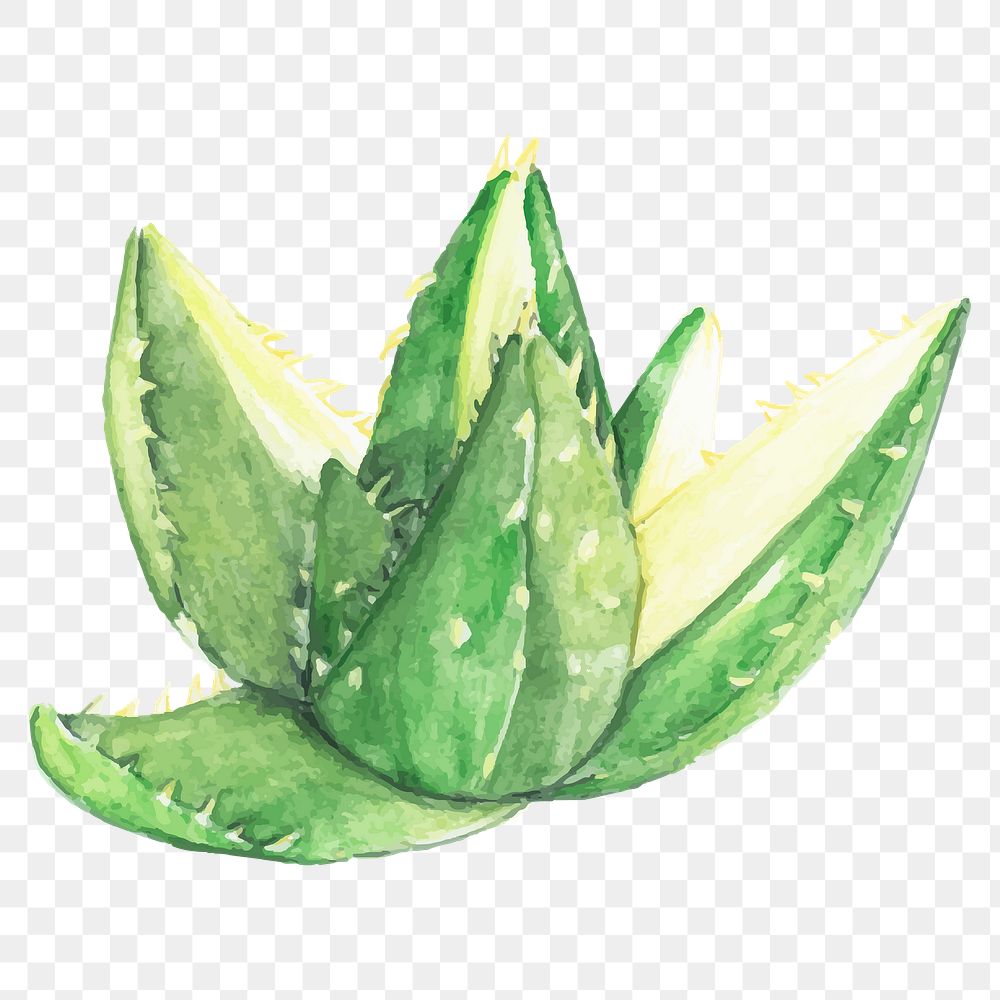 Aoe mitriformis variegata watercolor png