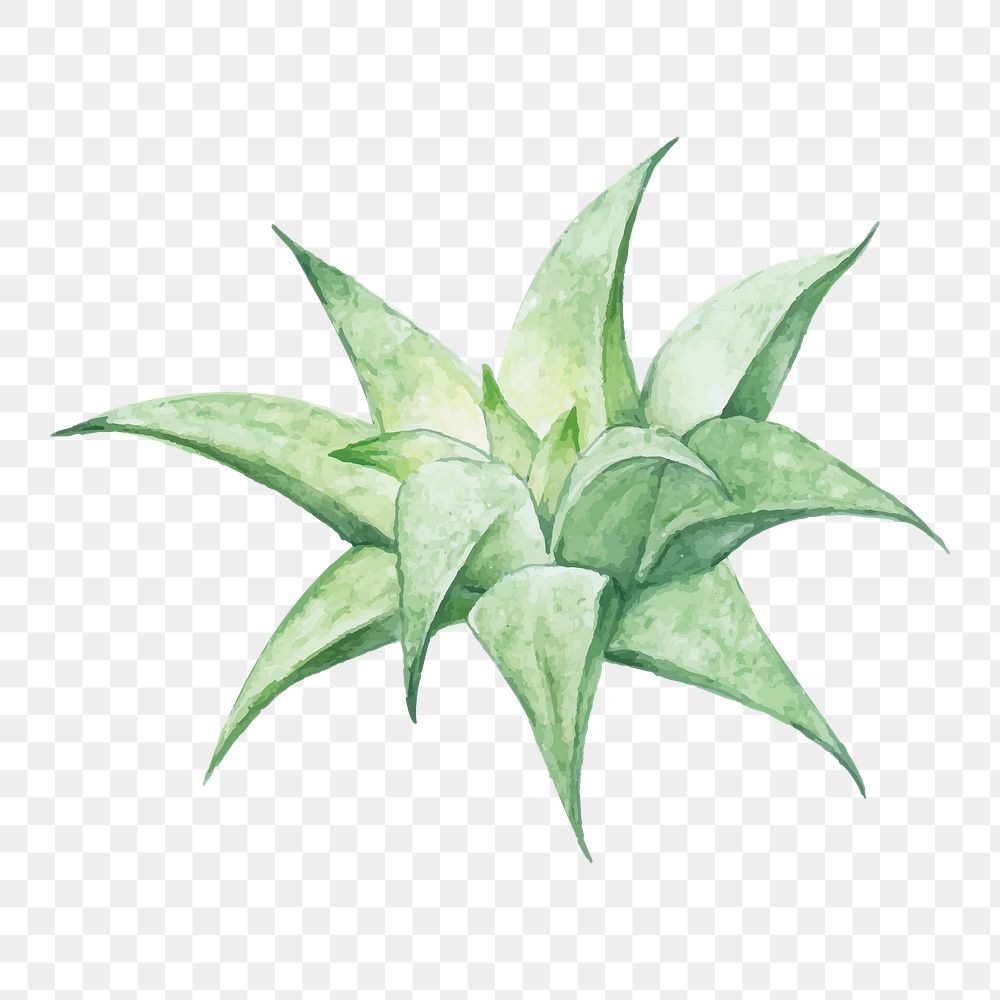 Aloe mitriformi plant watercolor png