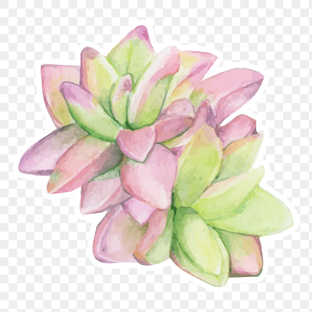 Succulent watercolor sticker png