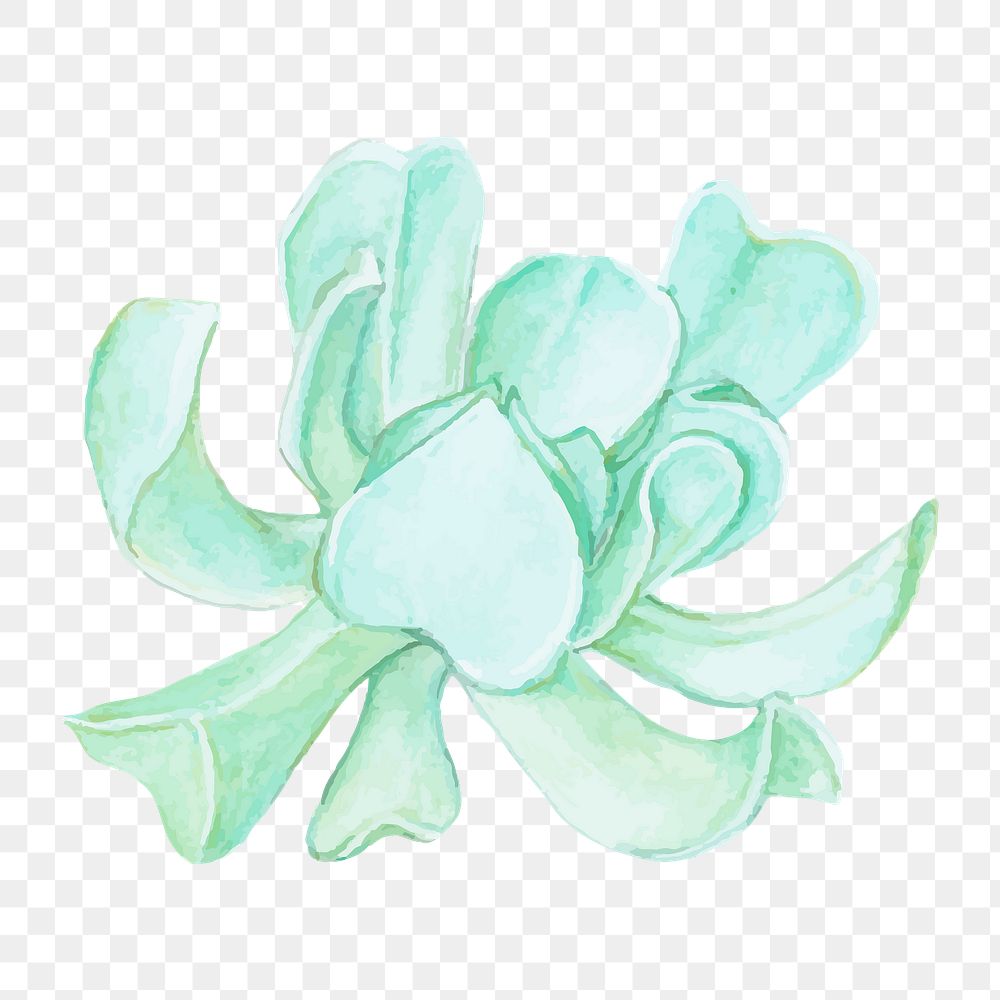 Echeveria runyonii succulent watercolor png
