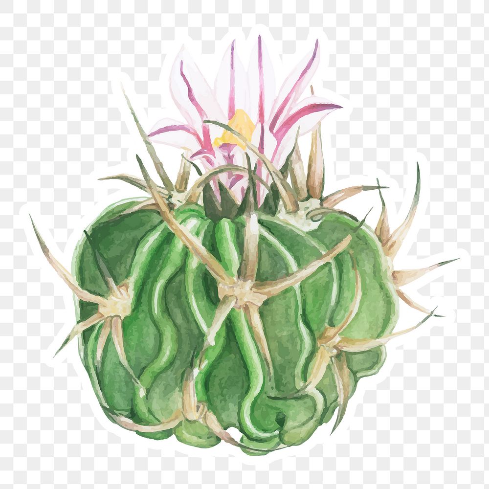Echinofossulocactus hookeri cactus watercolor sticker png