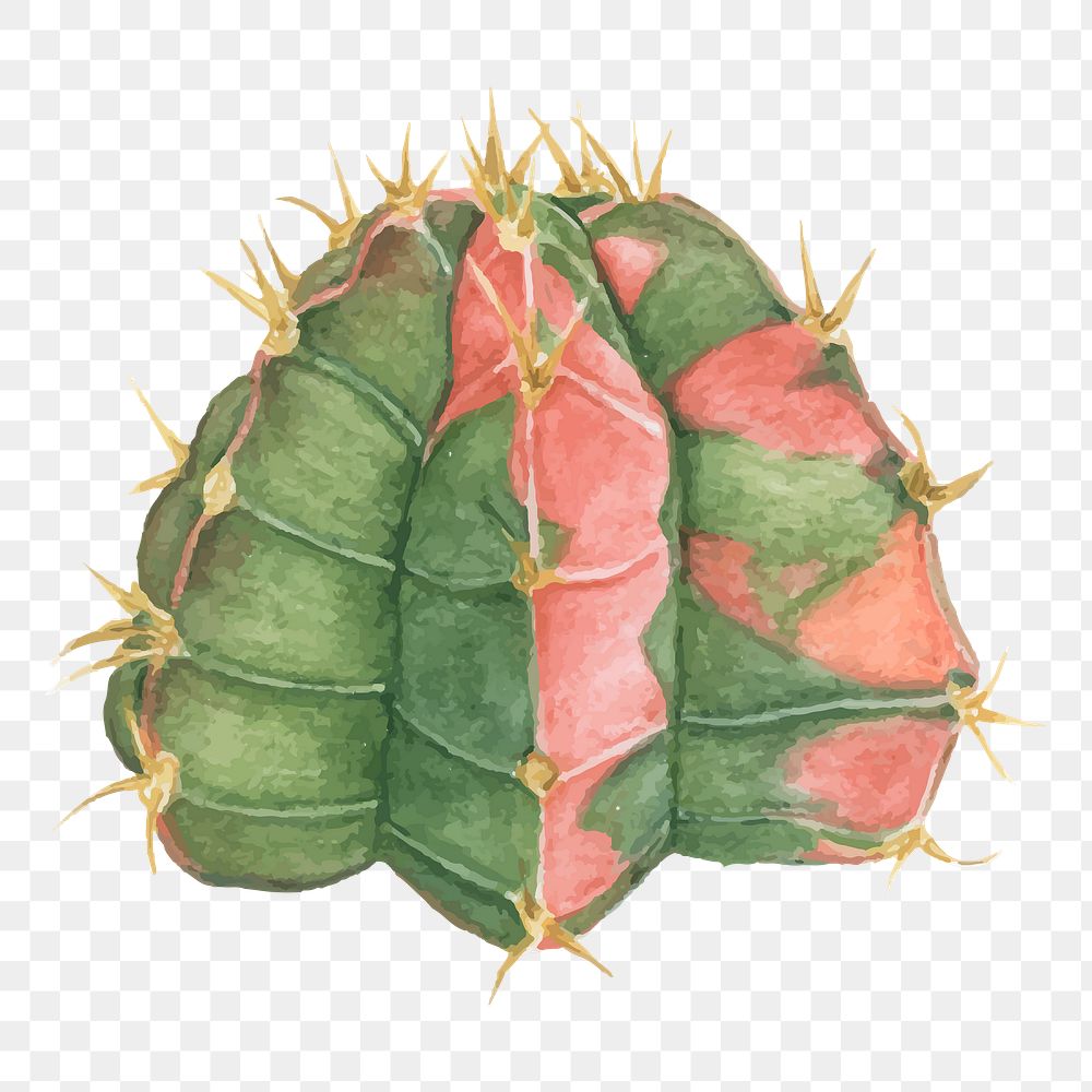 Moon cactus watercolor png