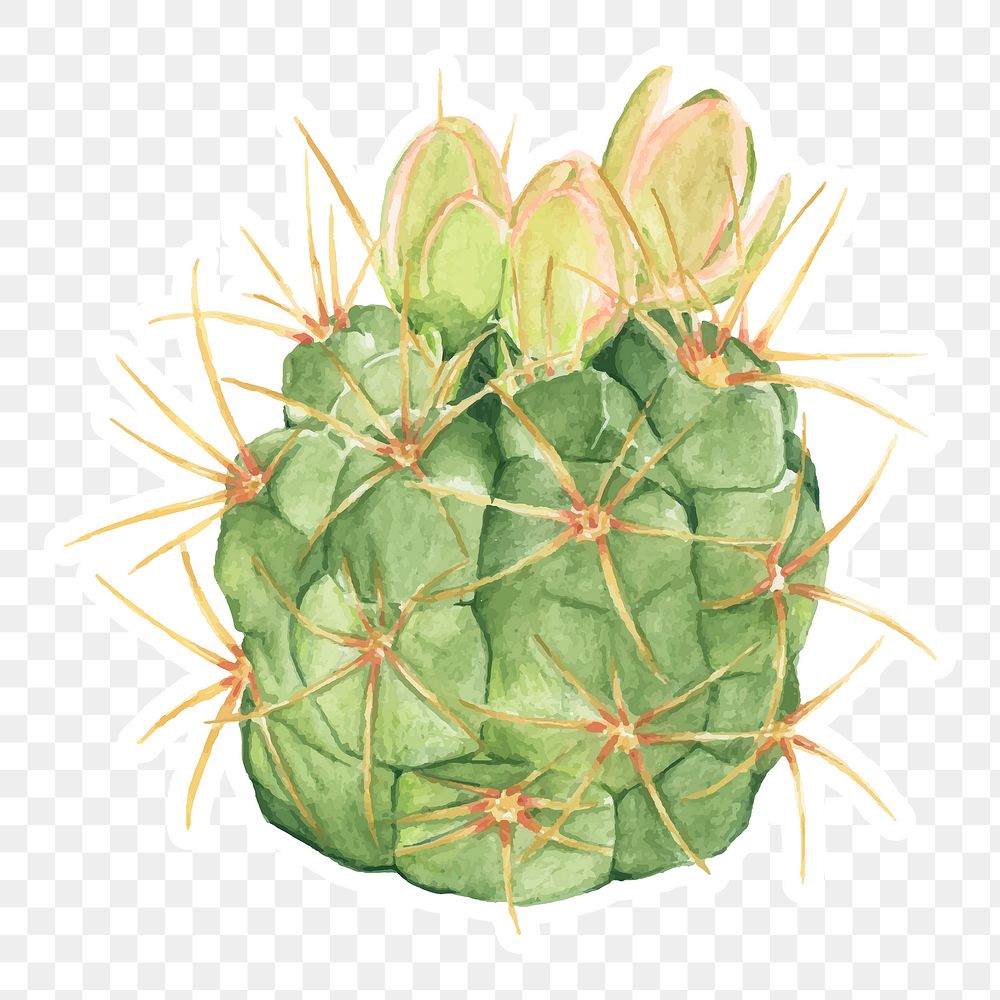 Gymnocalycium neuhuberi cactus watercolor sticker png