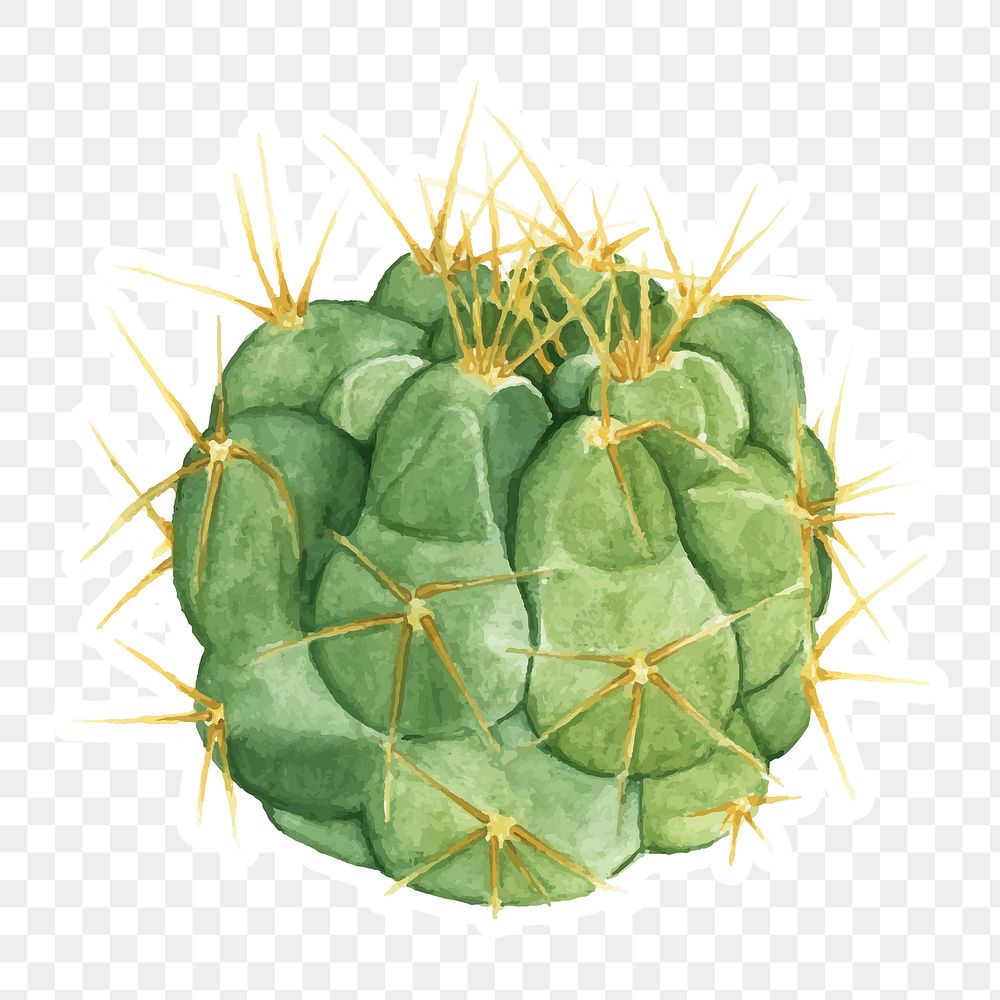 Gymnocalycium capillaense cactus sticker png