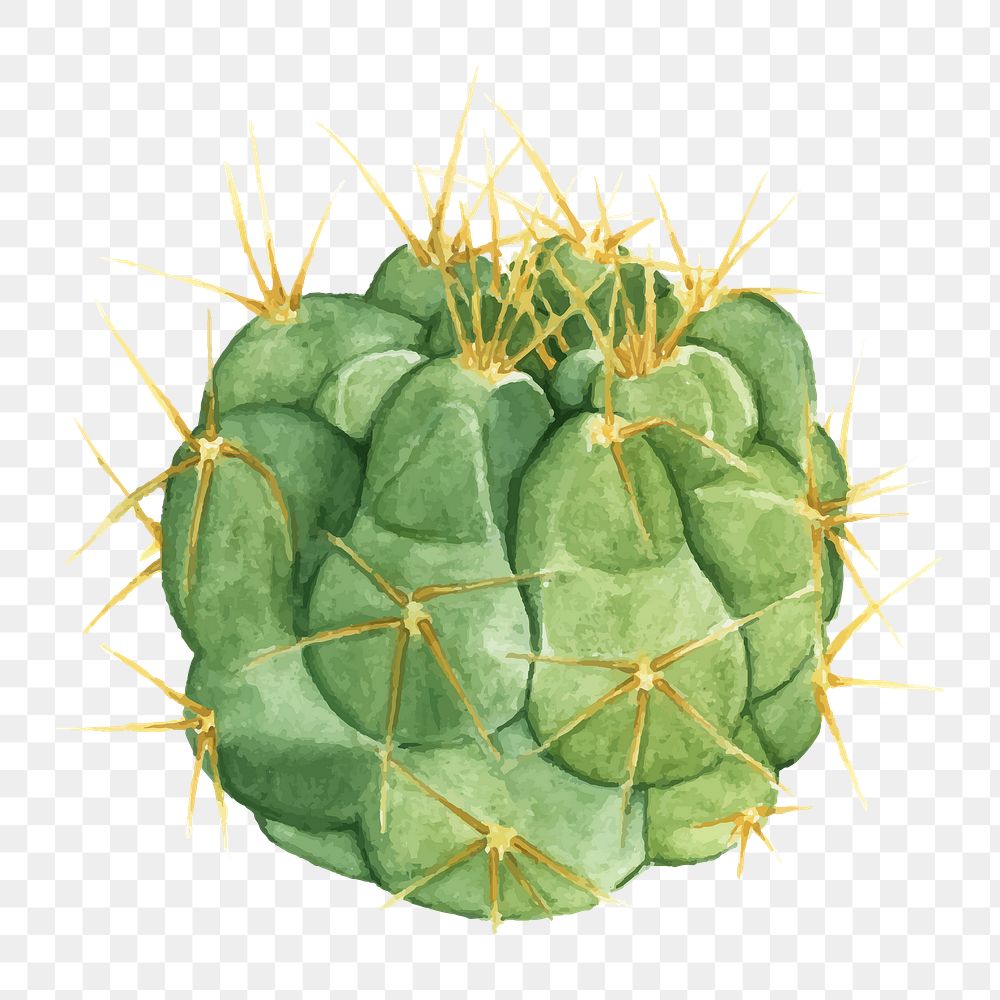 Gymnocalycium capillaense cactus png