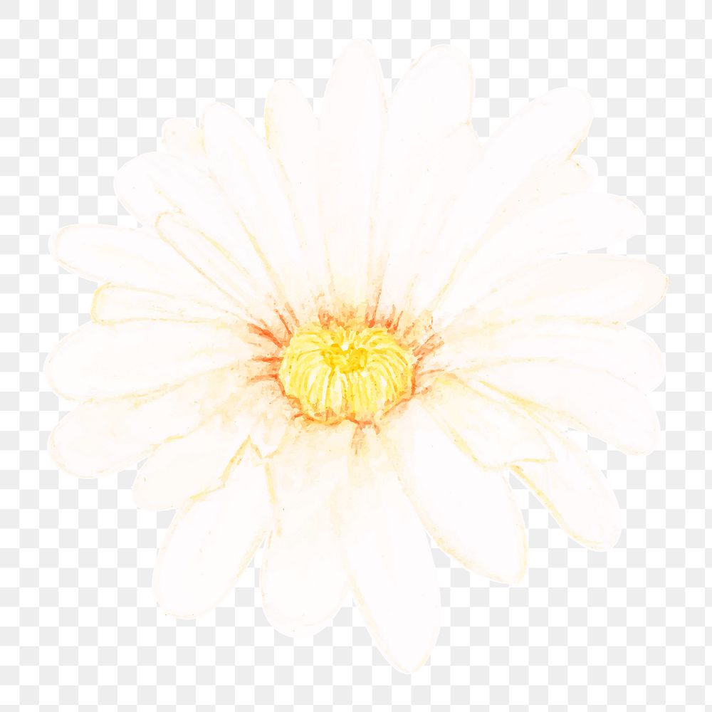 White cactus flower png