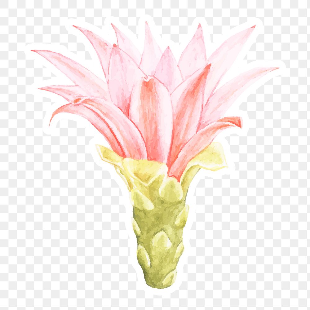 Spider cactus flower watercolor png sticker