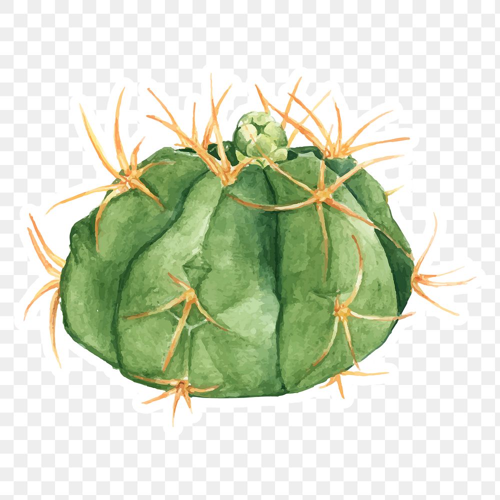 Gymnocalycium tillianum cactus watercolor sticker png