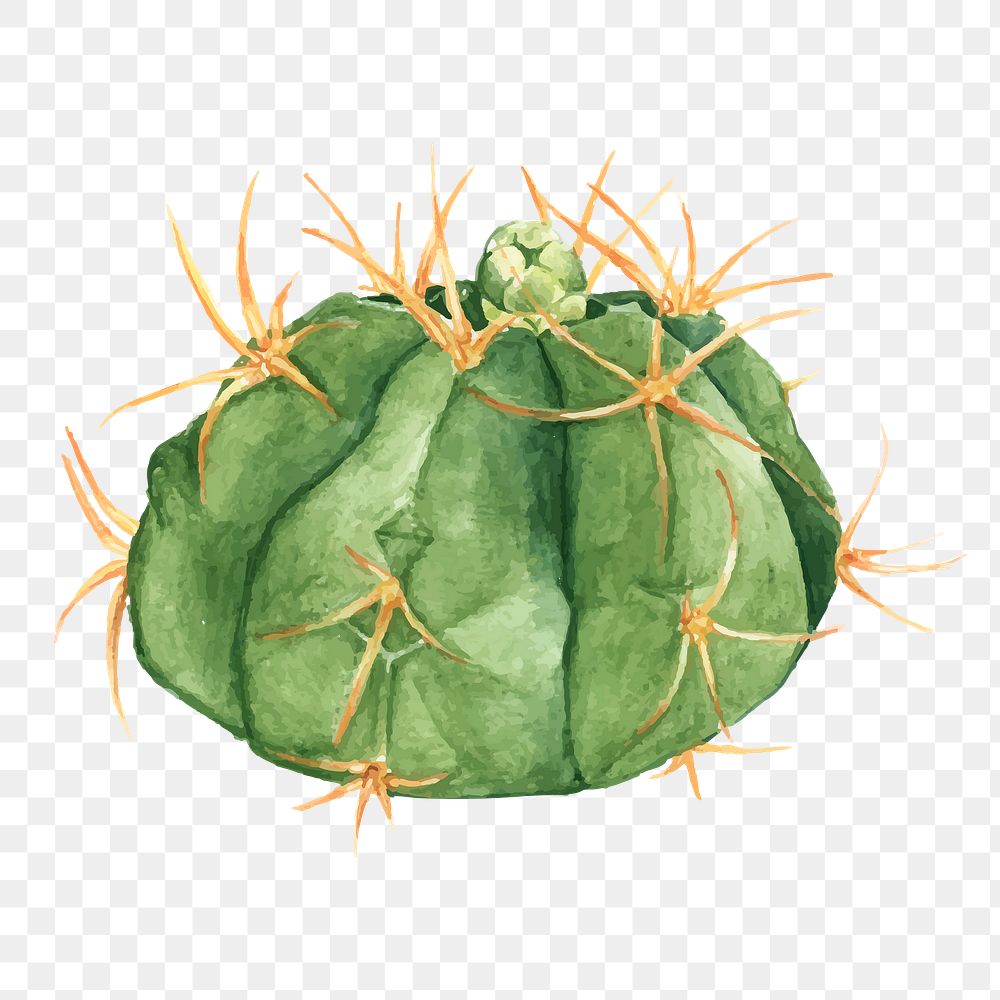 Cactus watercolor png plant