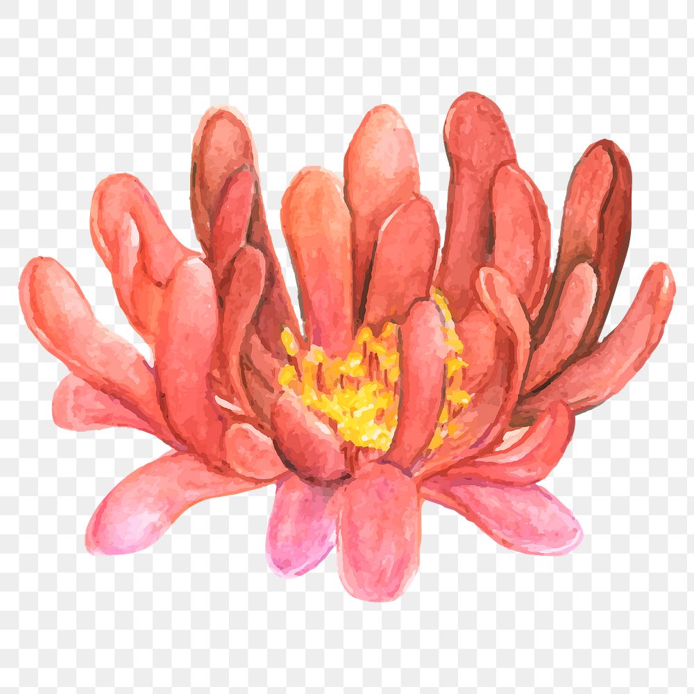 PNG gymnocalycium tillianum flower watercolor 
