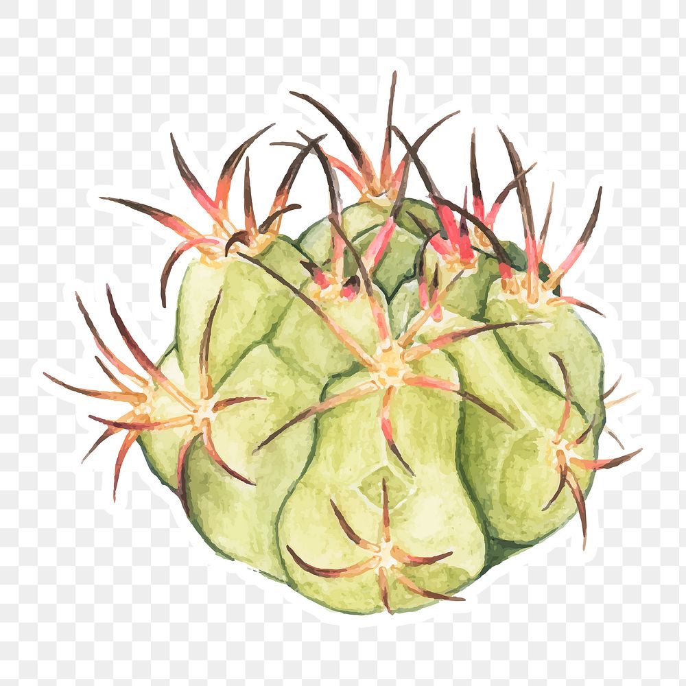 Gymnocalycium spegazzinii cactus watercolor sticker png