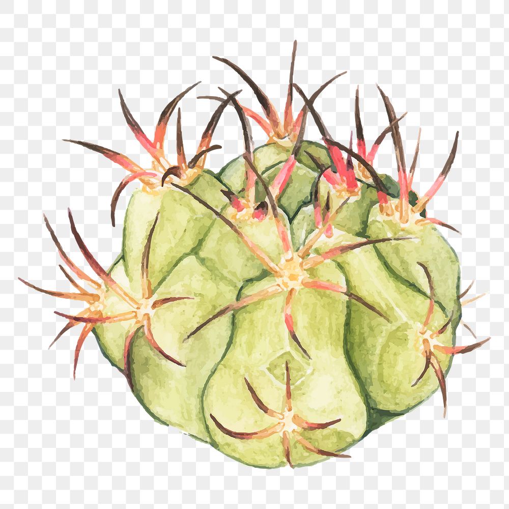Gymnocalycium spegazzinii cactus watercolor png