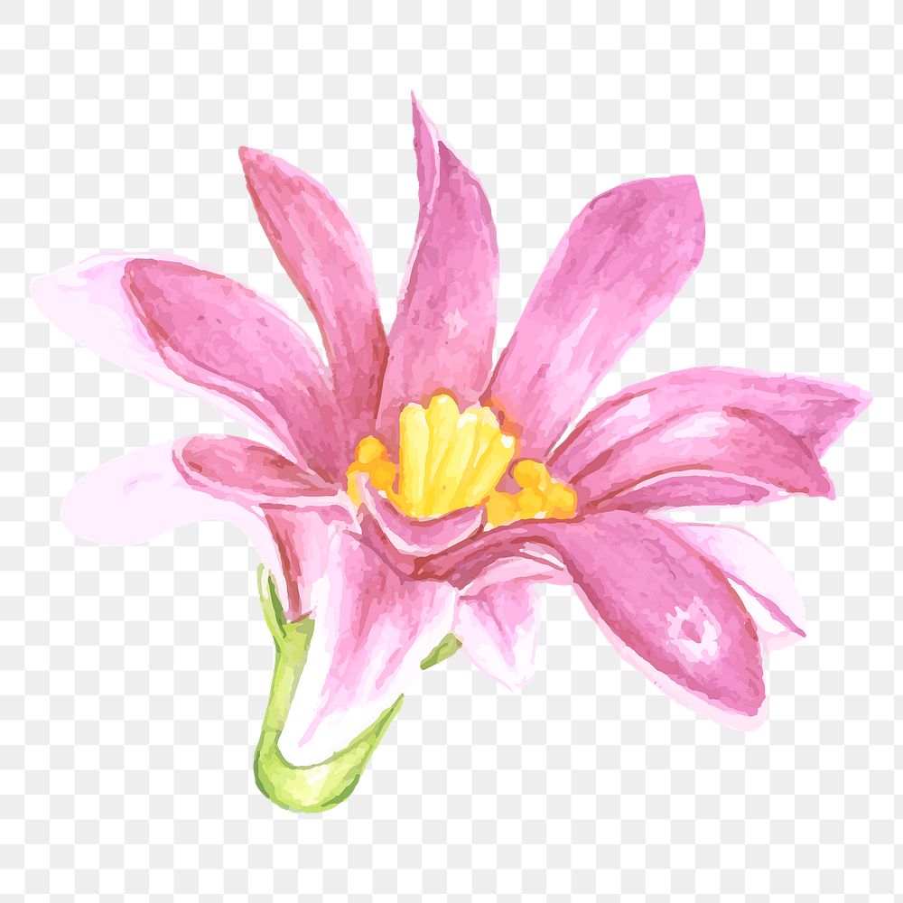 Cactus flower watercolor sticker png