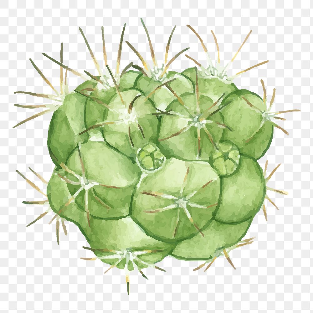 Pincushion cactus hand drawn png