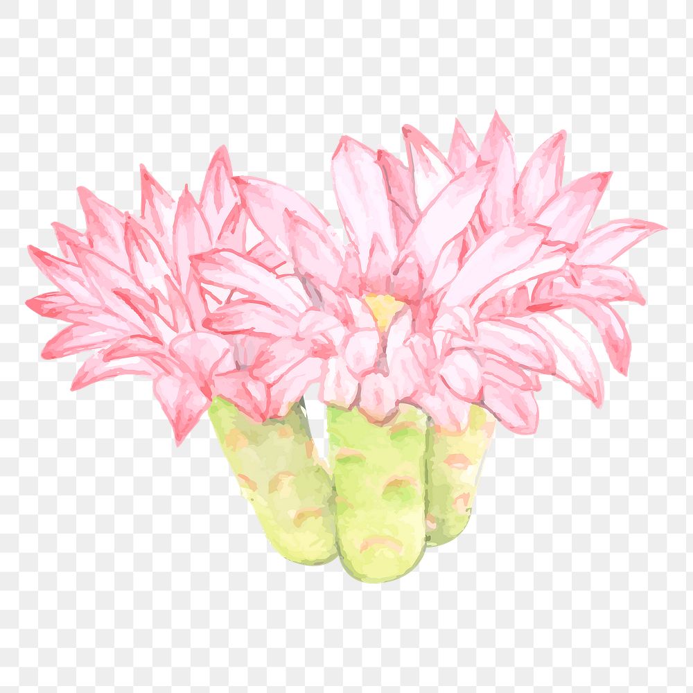 Chin cactus flower watercolor png