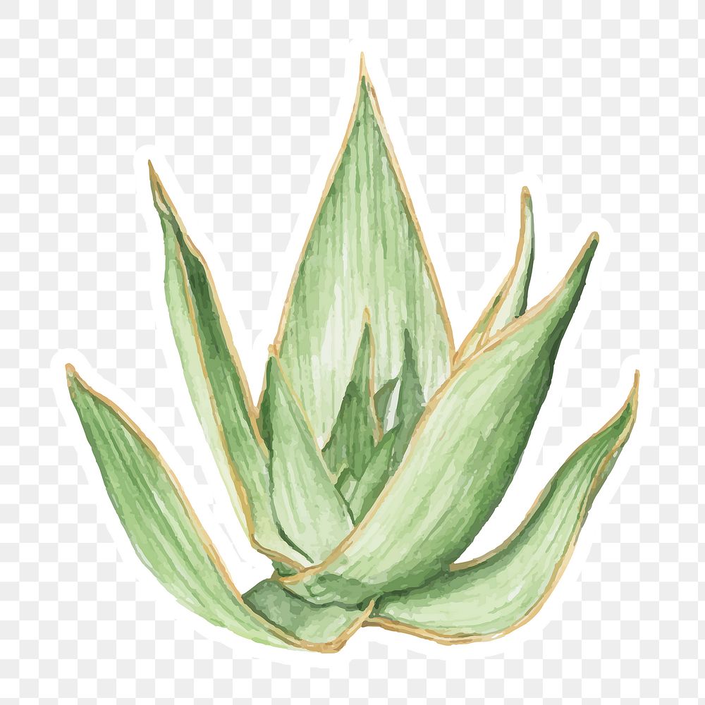 Aloe striata plant watercolor sticker png