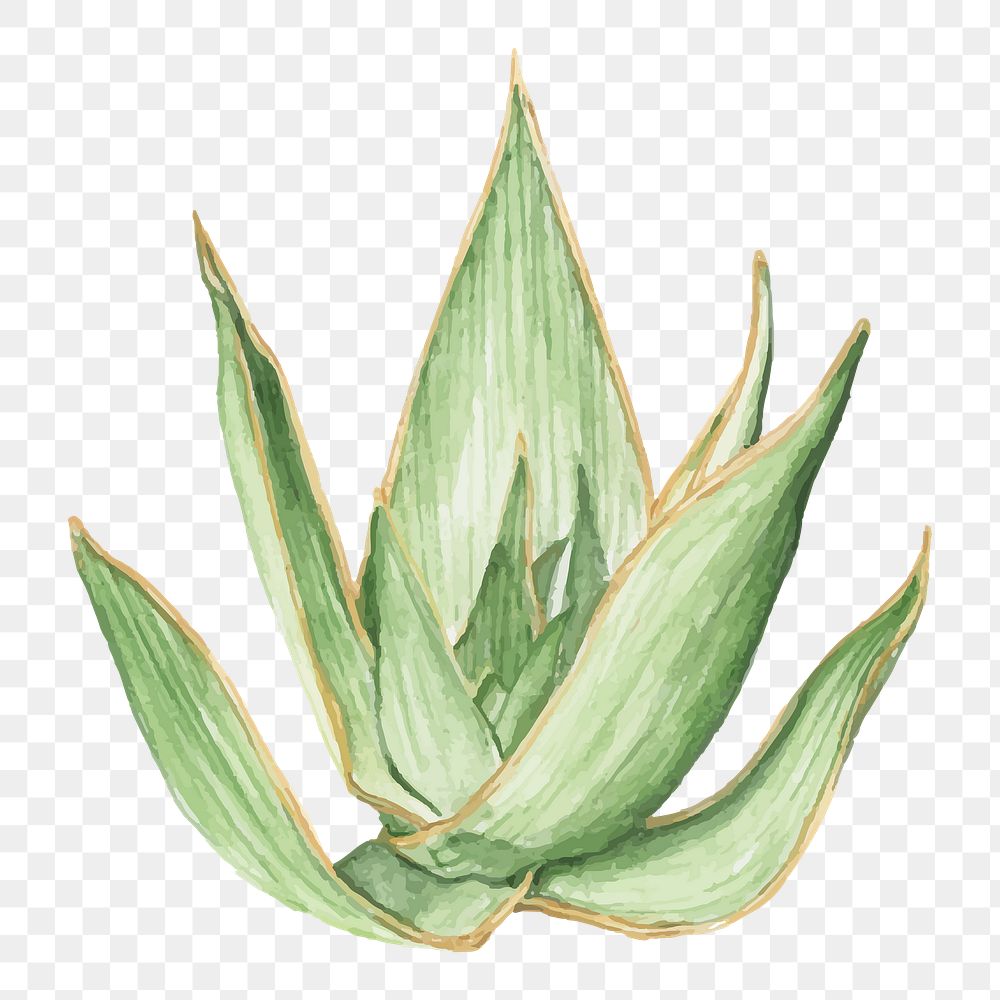 Aloe striata plant watercolor png