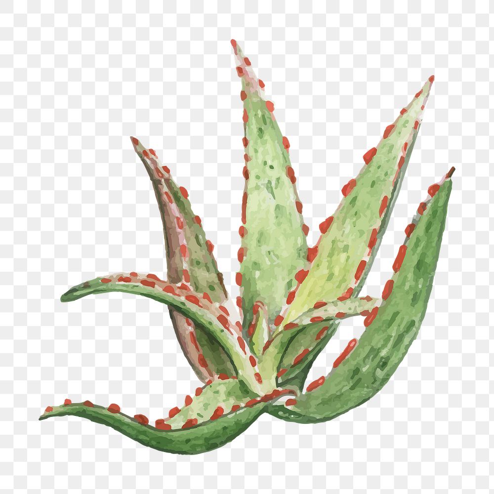 Red aloe hybrid plant watercolor png
