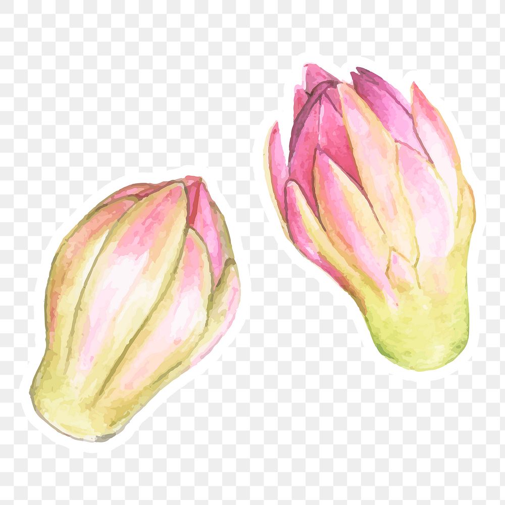Pink cactus flower png plant
