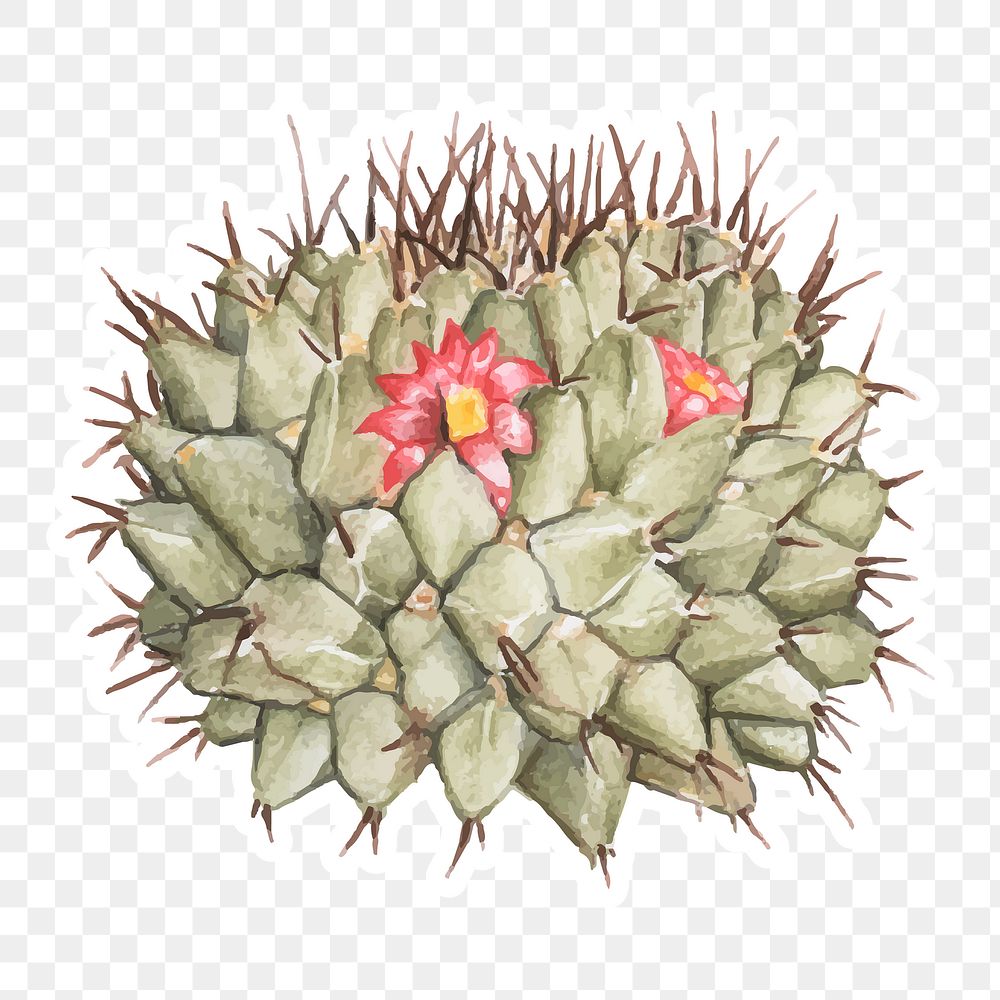 Mammillaria erythra pincushion cactus watercolor sticker png