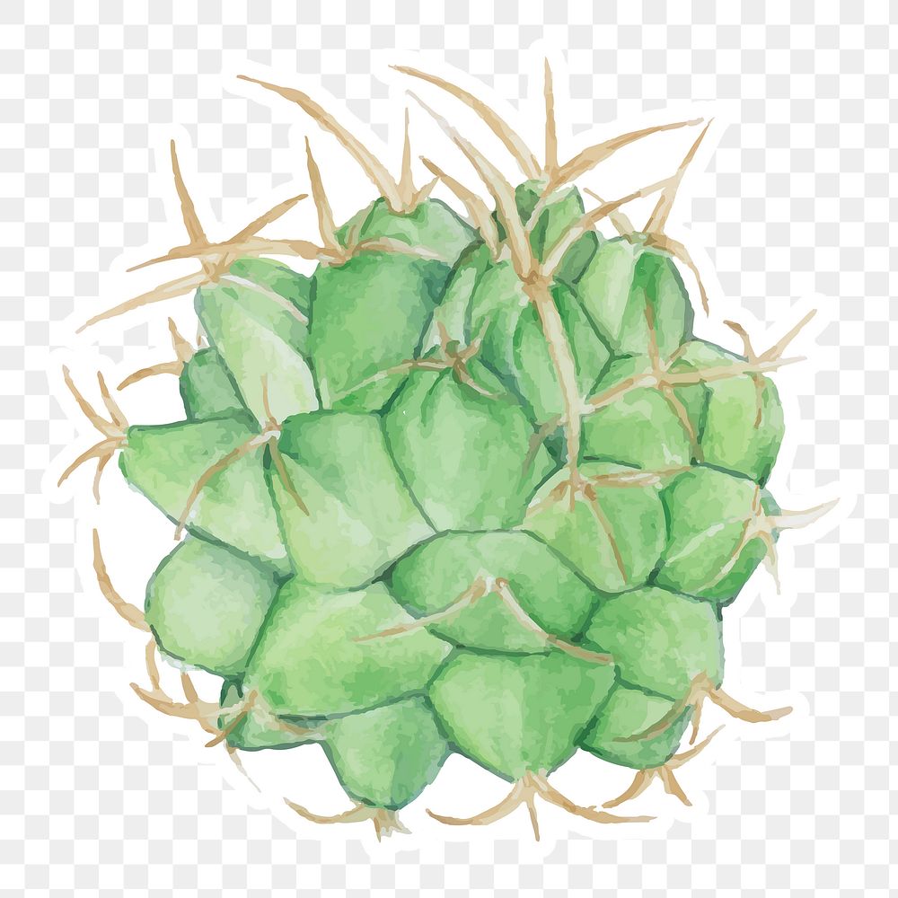 Pincushion cactus watercolor sticker png