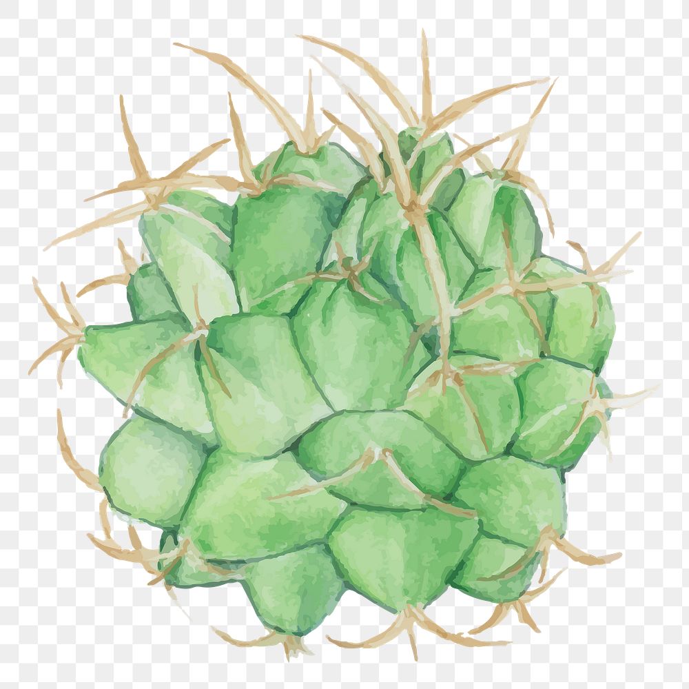 Mexican pincushion cactus watercolor png