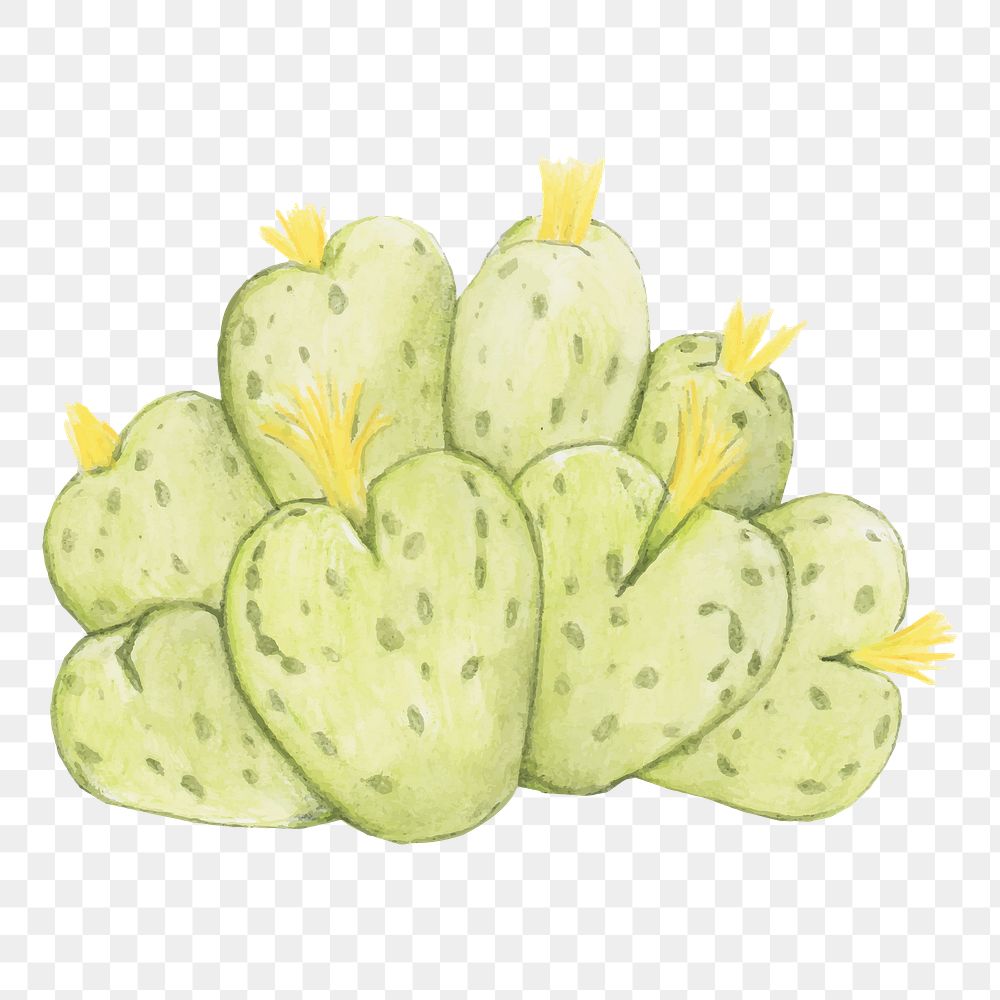 Dwarf perennial cactus watercolor png