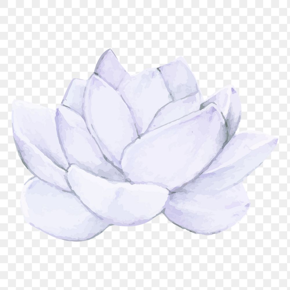 Pachyphytum succulent watercolor png