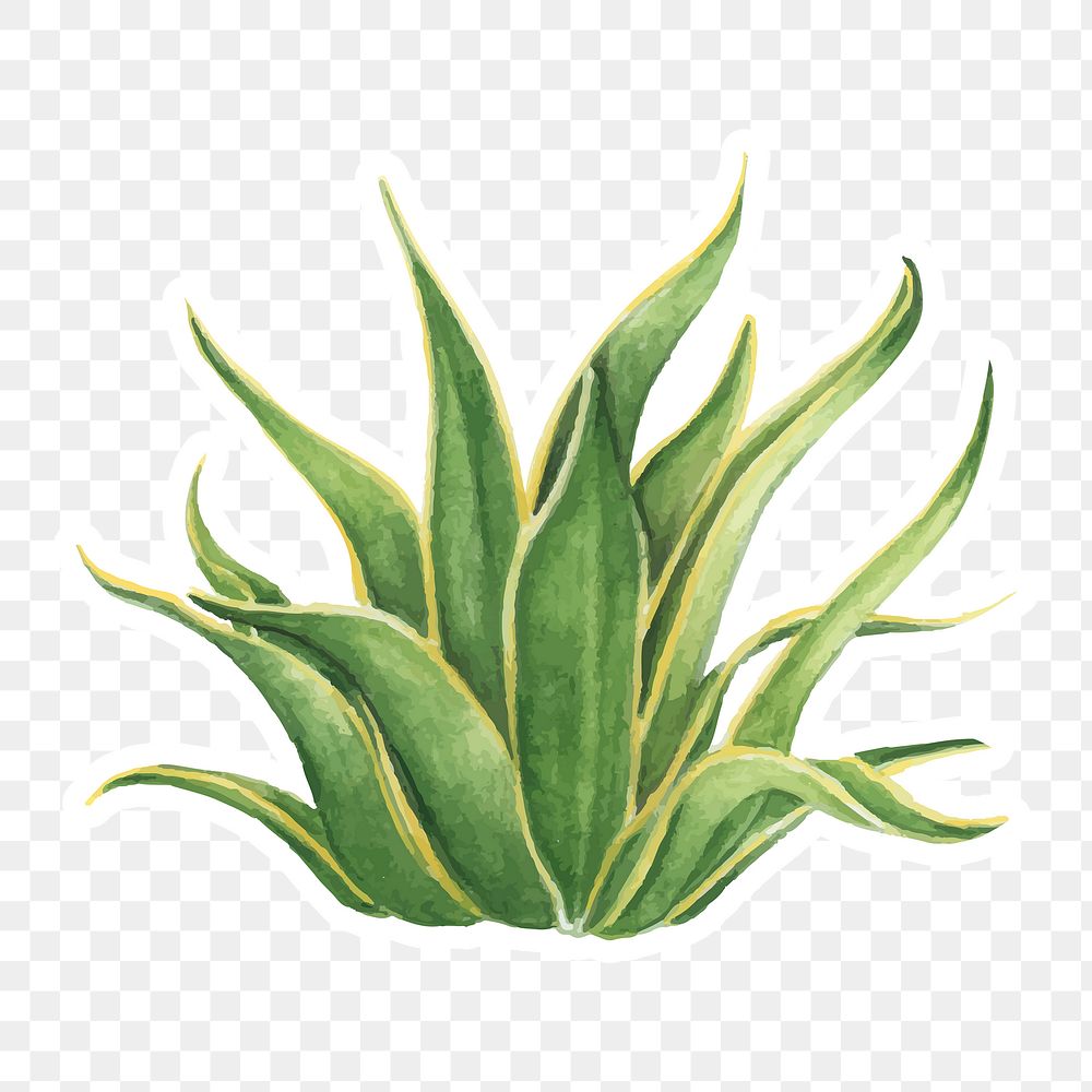Century plant watercolor sticker png