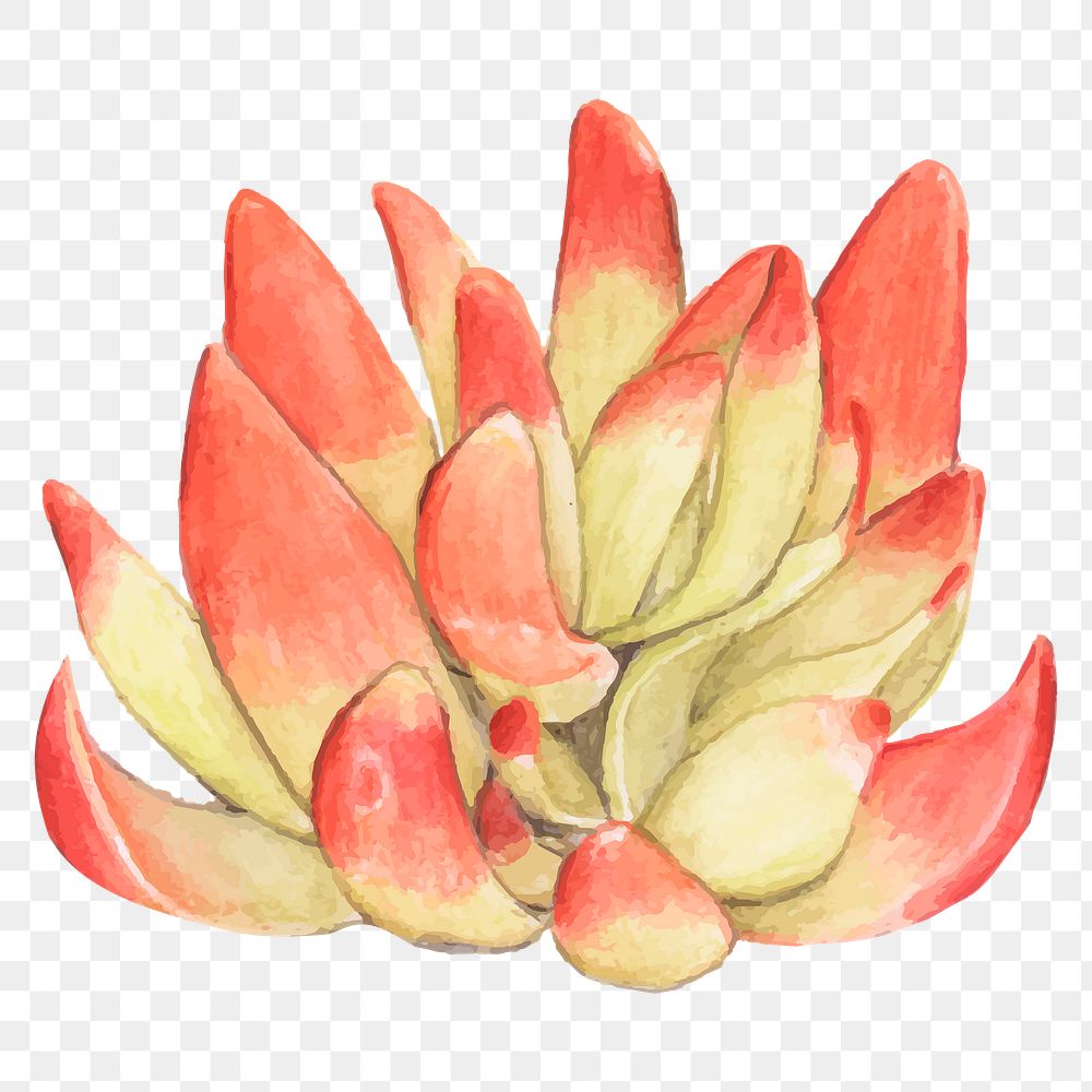 Red pagoda succulent watercolor png