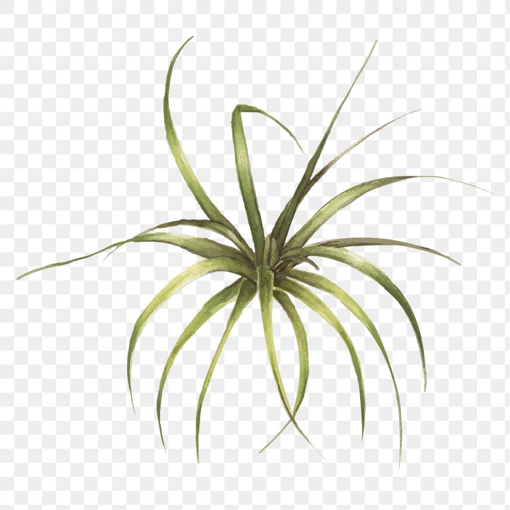 Bromeliad plant hand drawn png