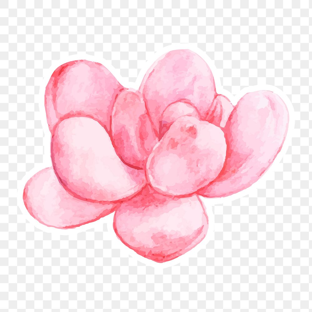 Pachyphytum bracteosum watercolor sticker png