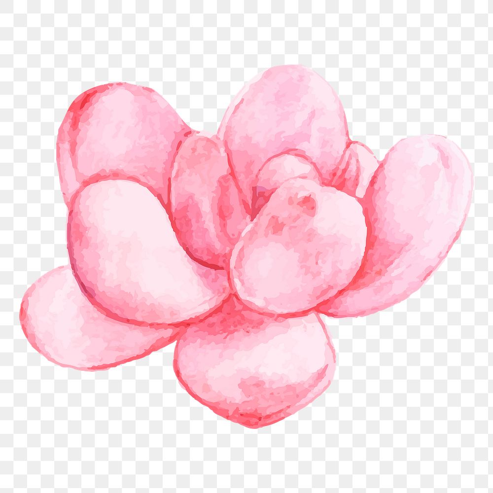 Pink Pachyphytum bracteosum flower png