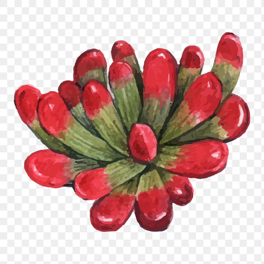 Jelly bean plant succulent png watercolor