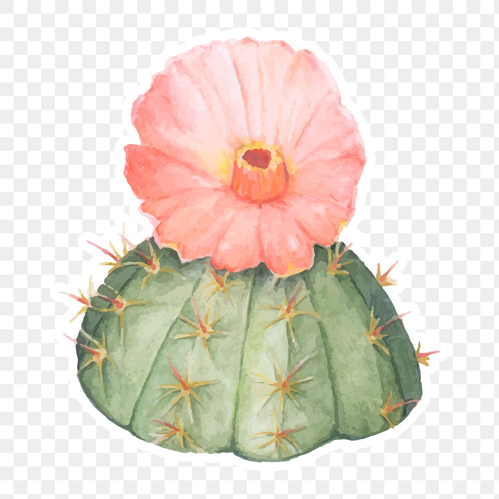 Chin cactus watercolor sticker png