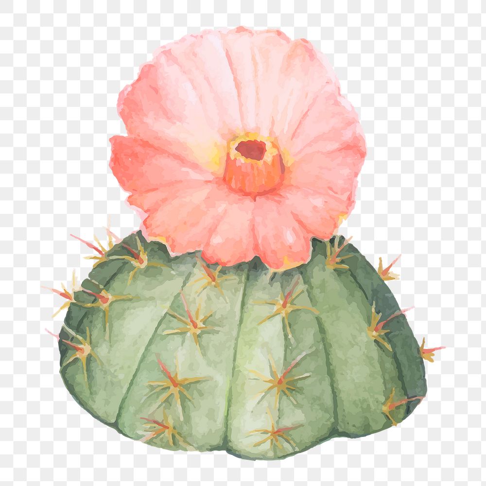 Chin cactus hand drawn png