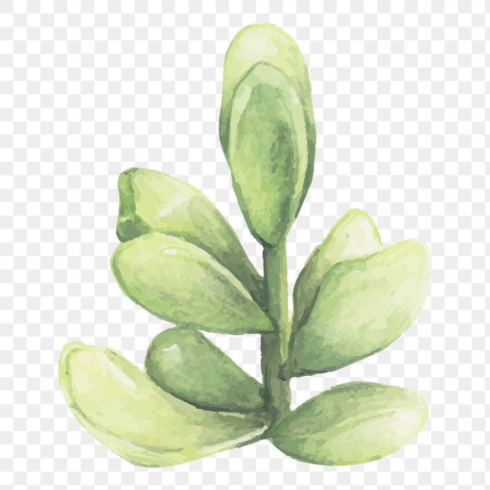 Pachyphytum oviferum succulent watercolor png