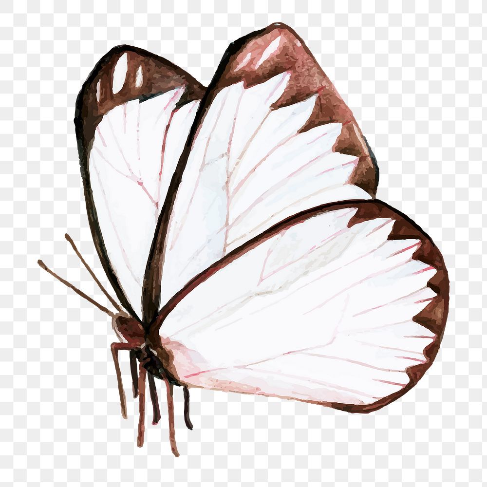 White and brown butterfly watercolor png