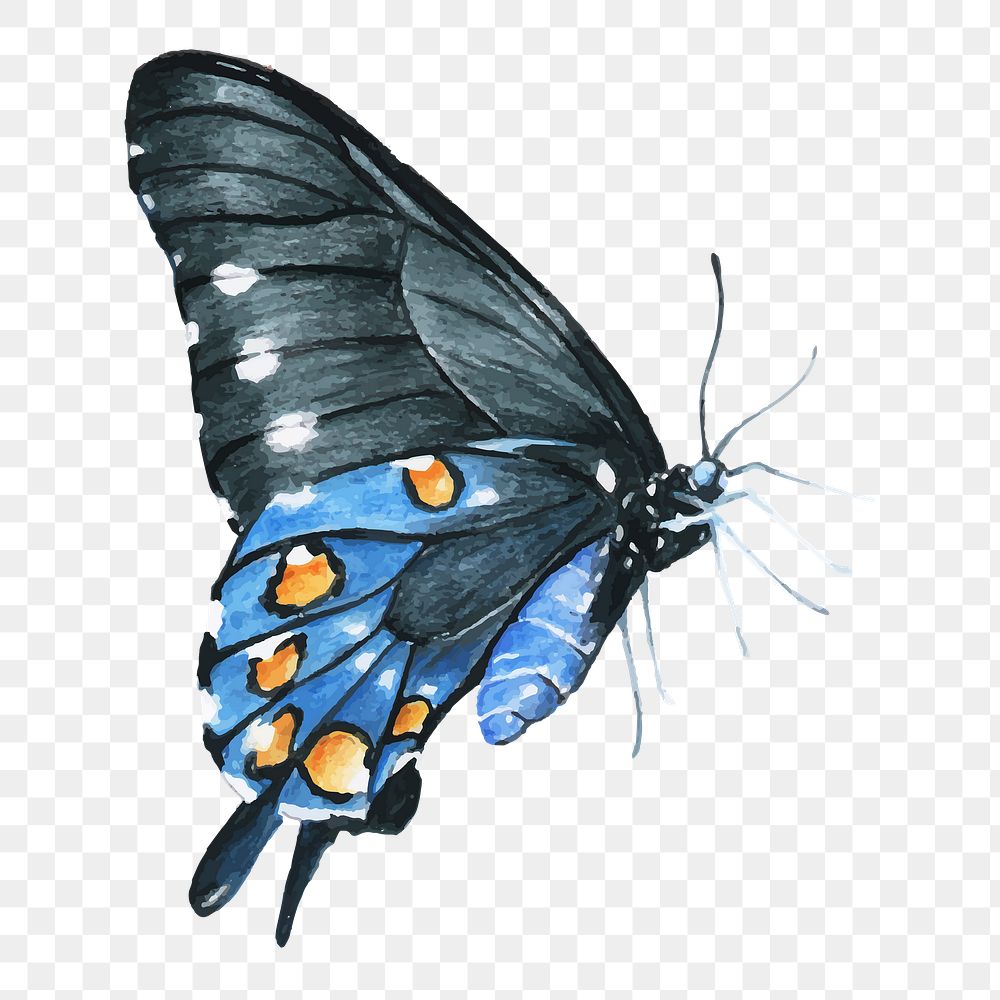 Blue swallowtail butterfly watercolor png