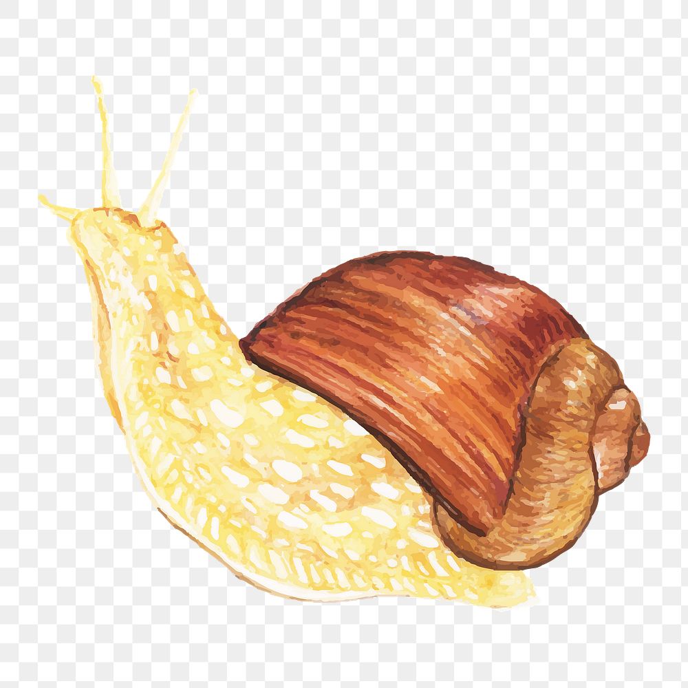 Hand drawn snail watercolor  png