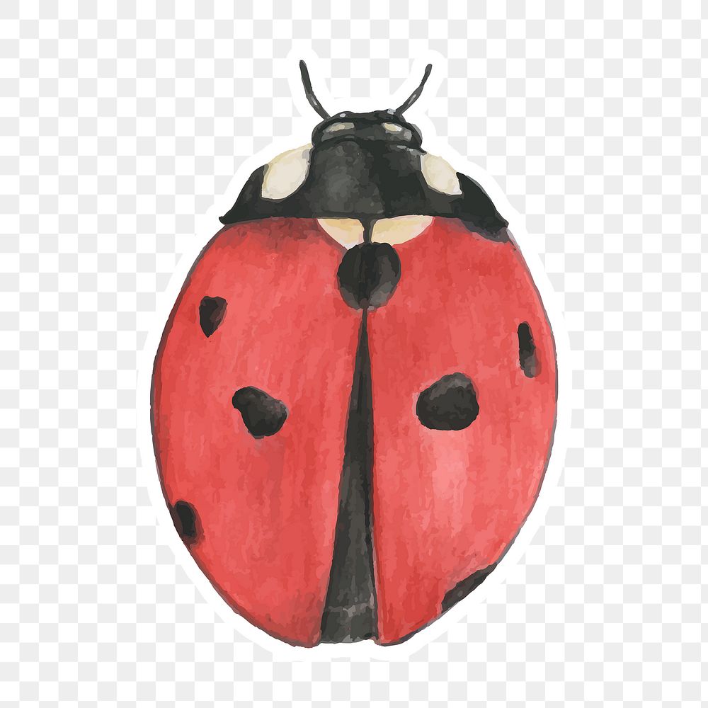 Ladybug Images  Free Photos, PNG Stickers, Wallpapers