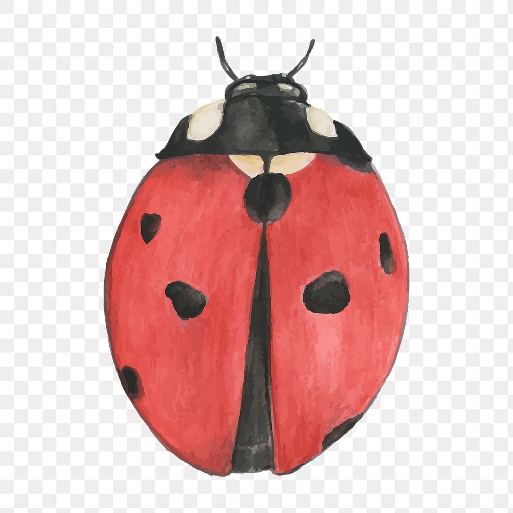 Hand drawn ladybird beetle png