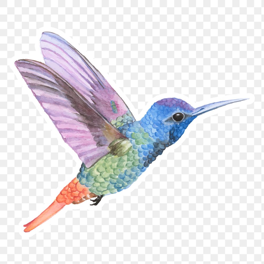Hand drawn flying hummingbird png sticker