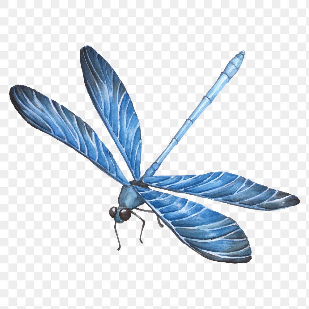 Hand drawn blue dragonfly transparent png