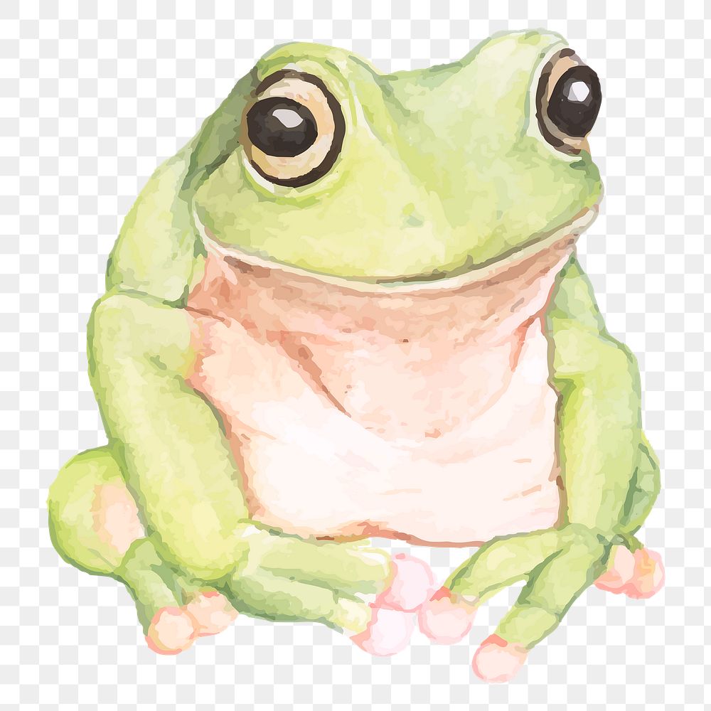 Hand drawn green tree frog png