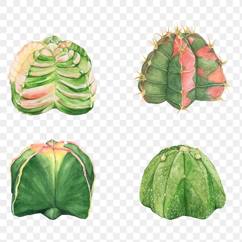 Watercolor cactus png plant illustrations set