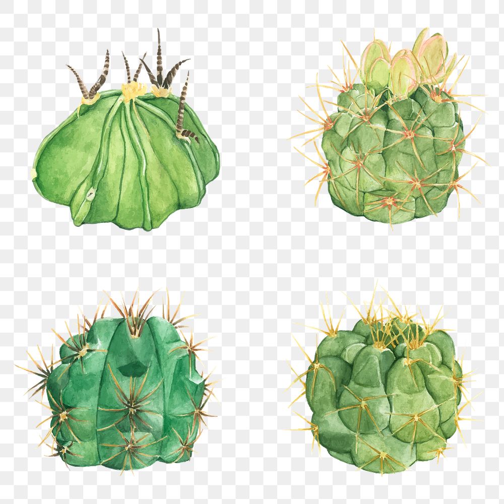 Watercolor cactus png plant illustrations set